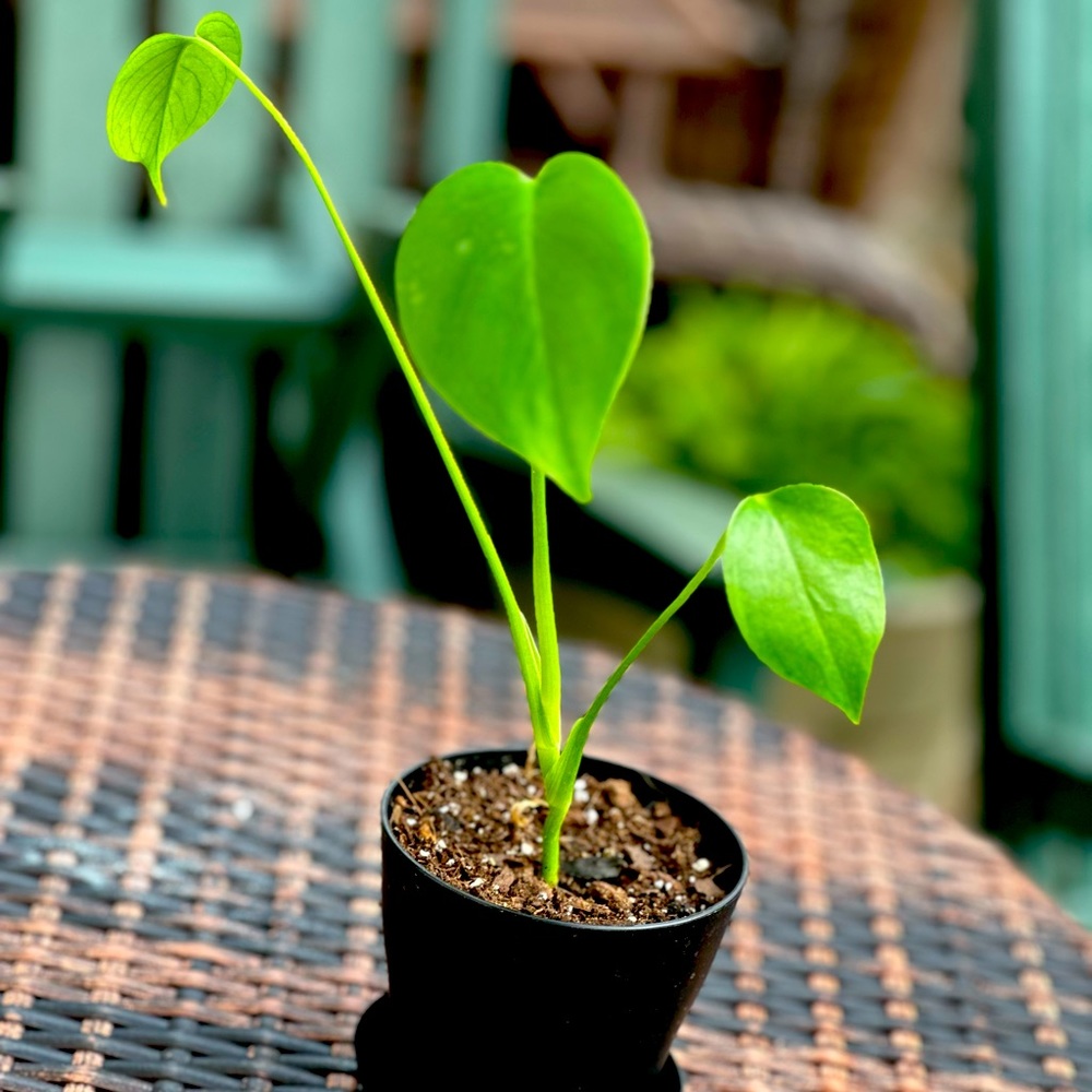 monstera deliciosa plant